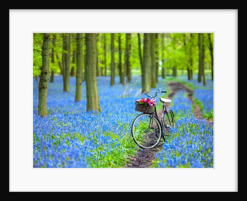 Bicycle in spring forest by Assaf Frank